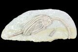 Detailed Crinoid (Macrocrinus) Fossil - Crawfordsville, Indiana #87968-1